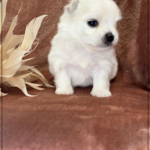 Britta, superbe femelle bichon maltais nain lof #2