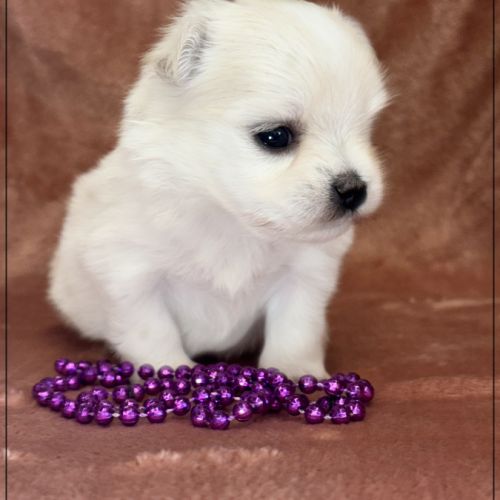 Britta, superbe femelle bichon maltais nain lof #3