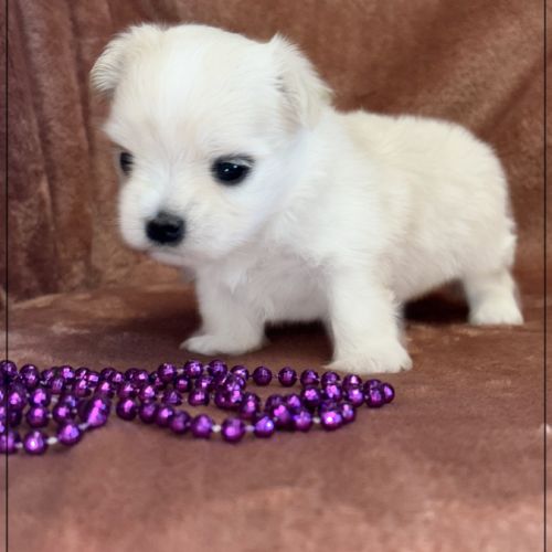 Britta, superbe femelle bichon maltais nain lof #0