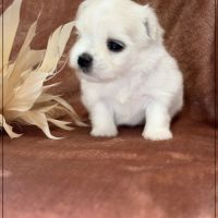Britta, superbe femelle bichon maltais nain lof #1