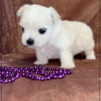 Britta, superbe femelle bichon maltais nain lof