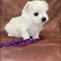 Britta, superbe femelle bichon maltais nain lof #5