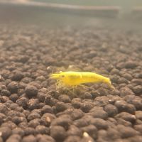 Crevettes neocaridina yellow neon