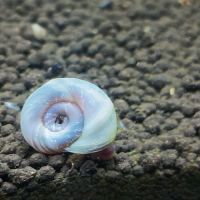 Planorbe rose/brun/bleu #2