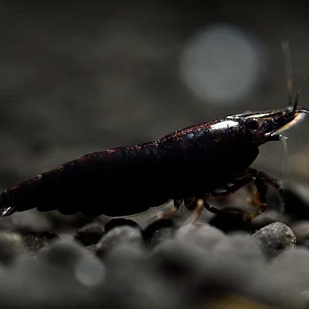 Crevettes neocaridina black sakura