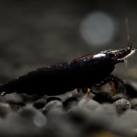 Crevettes neocaridina black sakura