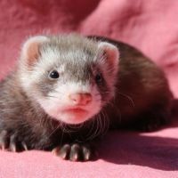 Cherche fureton à adopter