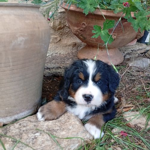 Chiots bouviers bernois lof #4