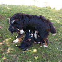 Chiots bouviers bernois lof #0