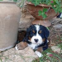 Chiots bouviers bernois lof #4