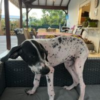 Djaro le rigolo #3