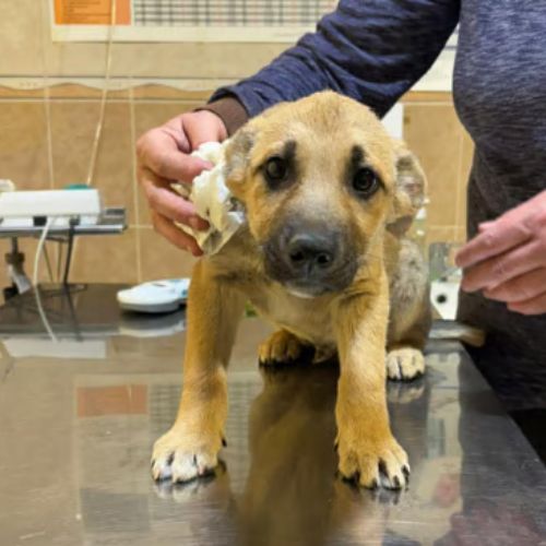 Mike bébé croisé malinois, adoption urgente #8