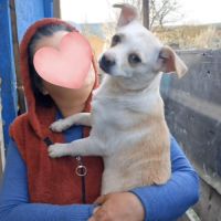 Snow, le grand chihuahua