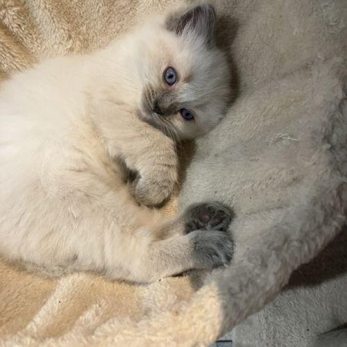 Chatons à vendre #1