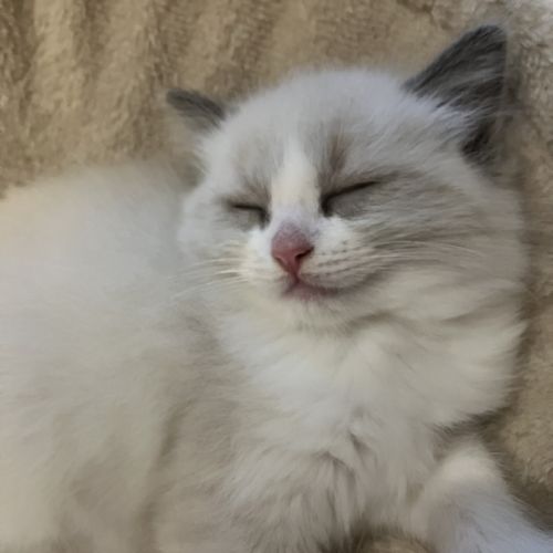 Chatons à vendre #4
