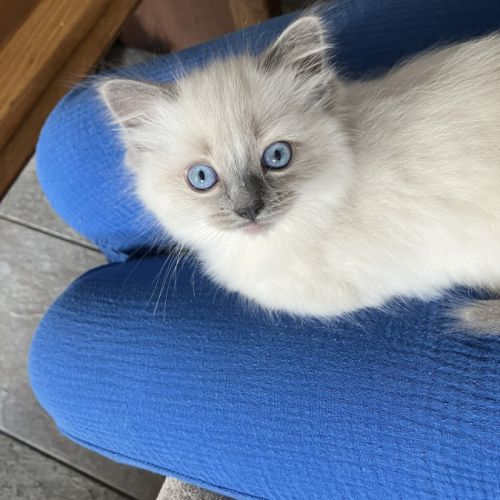 Chatons à vendre #7