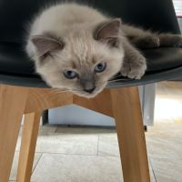 Chaton à vendre