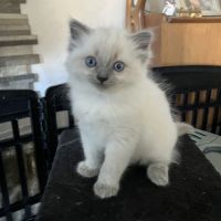 Chatons à vendre #2