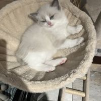 Chatons à vendre #3