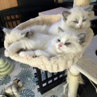 Chatons à vendre #0