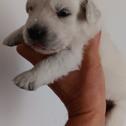 Chiot golden retriever #1