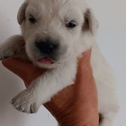 Chiot golden retriever #0