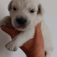 Chiot golden retriever