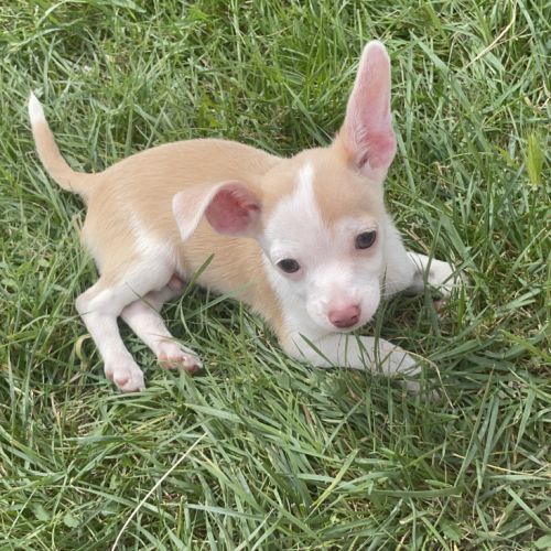 Chiots mâles croisés pinscher