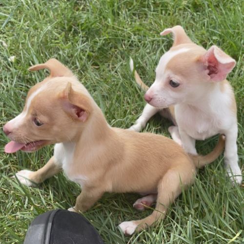 Chiots mâles croisés pinscher #2