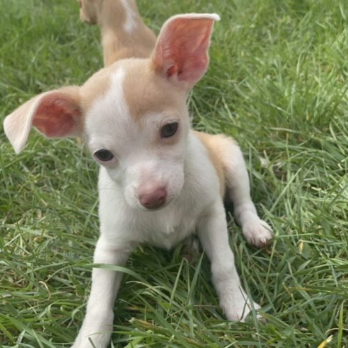 Chiots mâles croisés pinscher #3