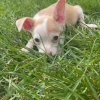 Chiot mâle croisé pinscher #1