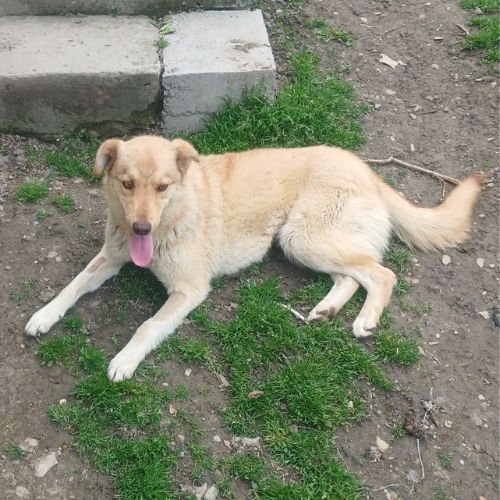 Blonda à l'adoption #1