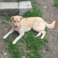 Blonda à l'adoption #1