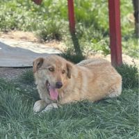 Blonda à l'adoption