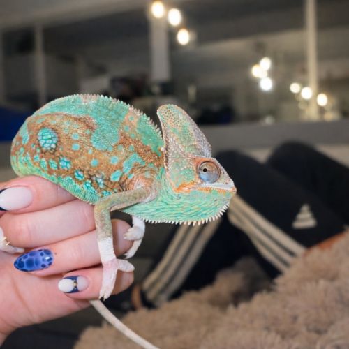 Chalaeleo calyptratus casque du yémen mal