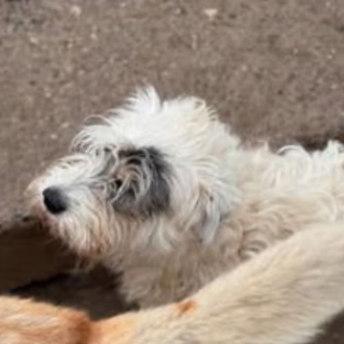 Oslo le bichon #3