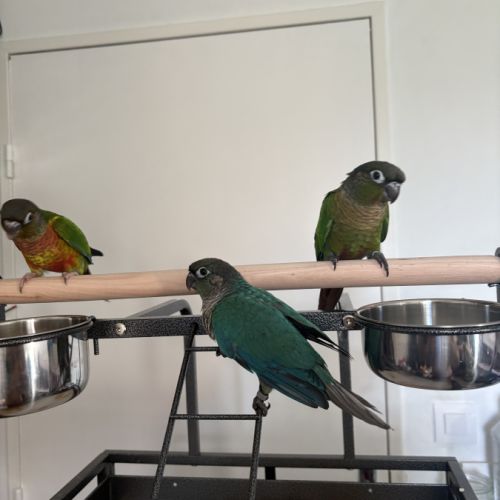 Conure eam #1