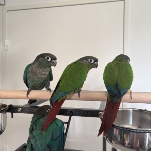 Conure eam #2