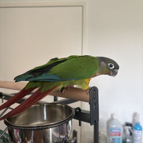Conure eam #3