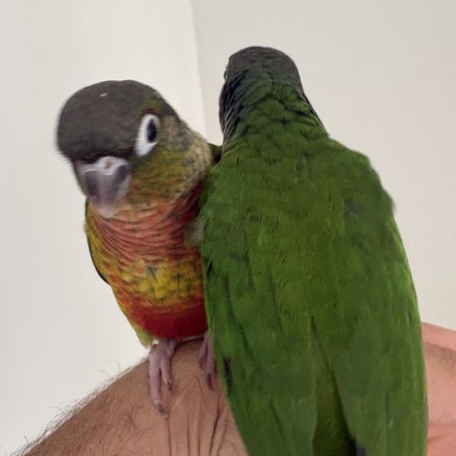 Conure eam #5