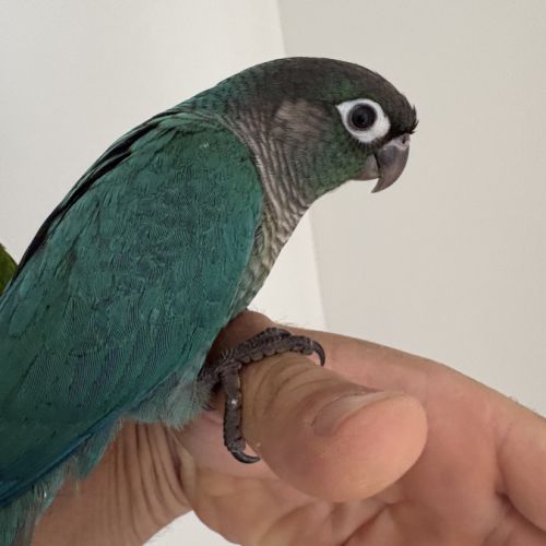 Conure eam #6
