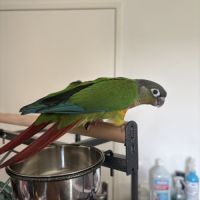 Conure eam #3