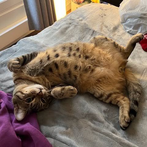 Simba jeune chat tigré en quête d’un foyer #1