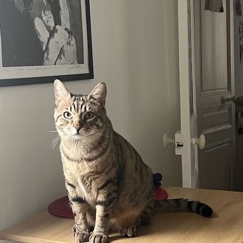 Simba jeune chat tigré en quête d’un foyer #6