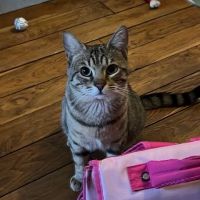 Simba jeune chat tigré en quête d’un foyer #3