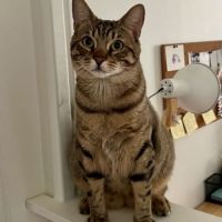 Simba jeune chat tigré en quête d’un foyer