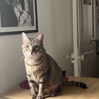 Simba jeune chat tigré en quête d’un foyer #6