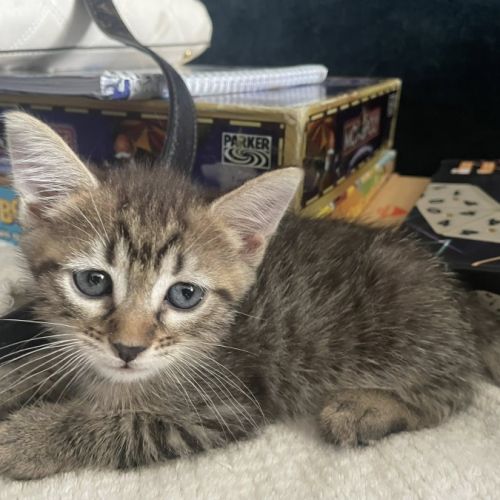 Louna, adorable chaton à l'adoption