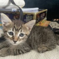 Louna, adorable chaton à l'adoption #0