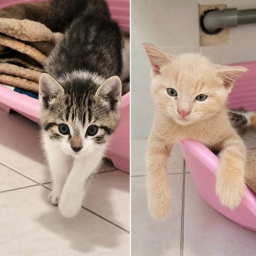 Gucci et malibu, adorable duo à l'adoption #2